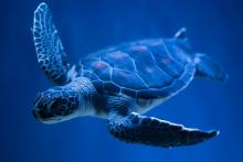 Consiglio Ambiente: indicazioni su biodiversita' e taglio emissioni