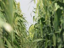 Clima: COP21; multinazionali food, appello per rinnovabili